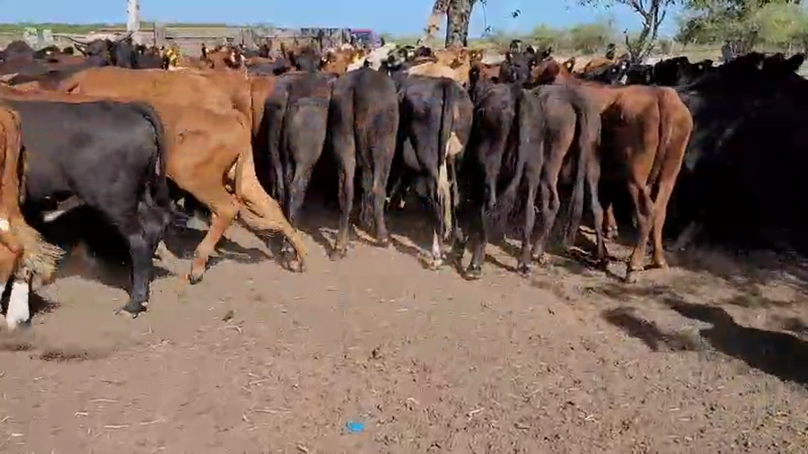 Lote 70 Terneros/as en Villaguay, Entre Ríos