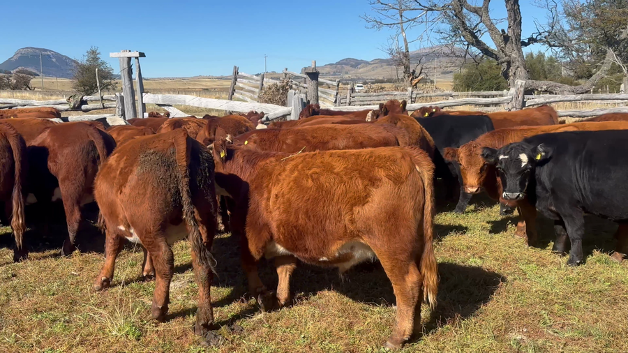 Lote 40 Novillo Engorda en Coyhaique, XI Región Aysén