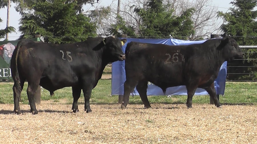 Lote TOROS ANGUS PC