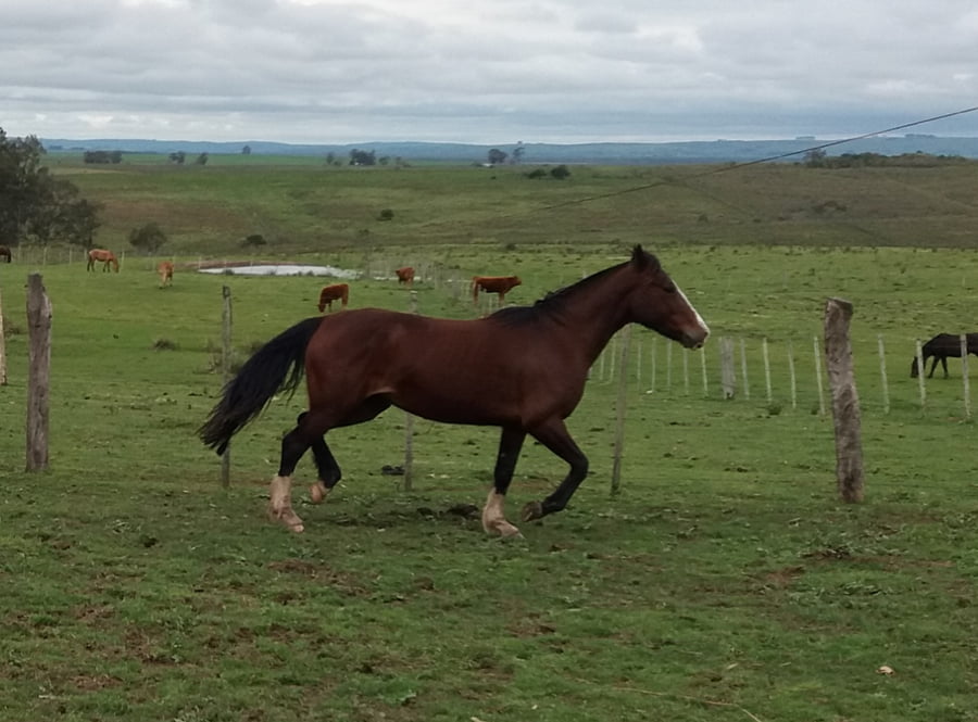 Lote Cabaña "La Constancia" - RP 31 - Lagunera La Constancia