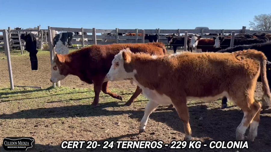 Lote 24 Terneros en Colonia