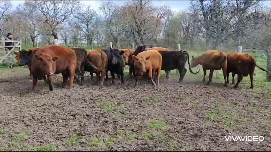 Lote 13 Vacas nuevas C/ gtia de preñez en Brandsen, Buenos Aires
