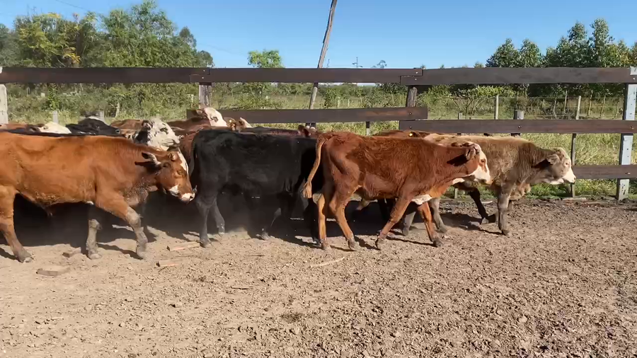 Lote 70 Terneros/as en Bella Vista, Corrientes