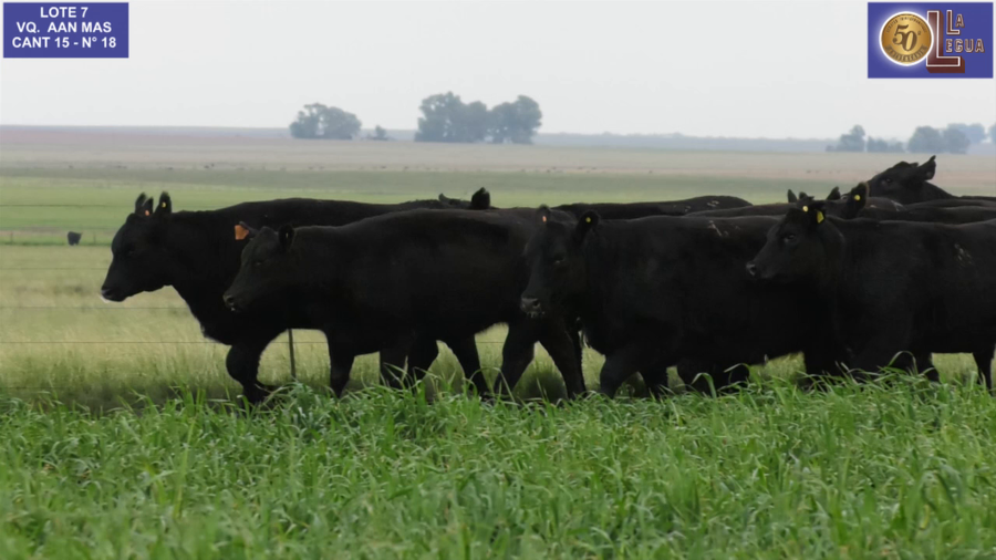 Lote VAQ. ANGUS NEGRAS MAS C/GTÍA DE PREÑEZ
