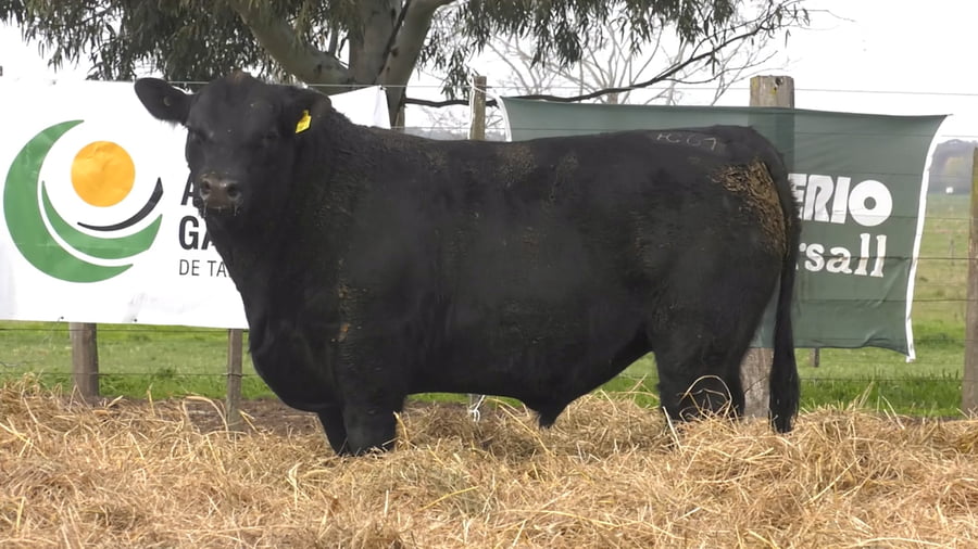 Lote TOROS PUROS POR CRUZA