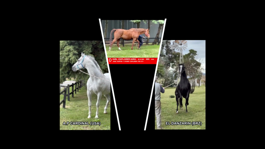 Lote GIRL EXPLORER (ARG)