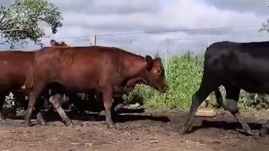 Lote 61 Vaquillonas preñadas en Entre Ríos, Victoria