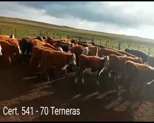 Lote (Vendido)70 Terneras 12 RA - 9HE - 30RA/ HE - 10AA/ HE - 4AA - 4HE/ CH - 1 HE/ NO a remate en Remate virtual de Coco Morales & Asoc. 105kg -  en PERALTA, RUTA 5 KM290 A 20KM POR CAMINO VECINAL