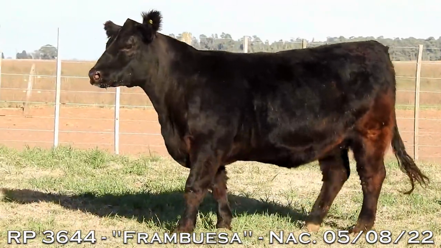 Lote VAQUILLONAS  P.P.