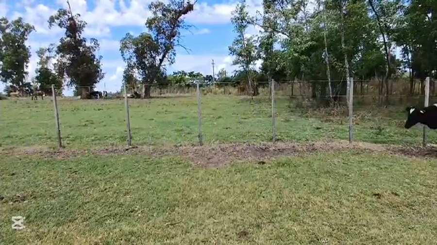 Lote TERNEROS HOLANDO