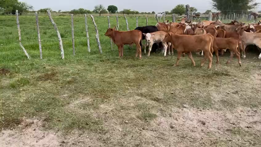 Lote 100 Terneros/as