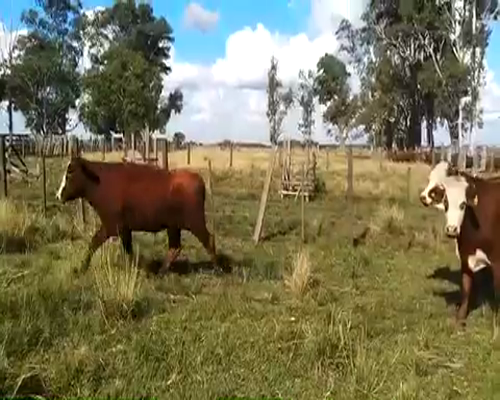 Lote 100 Novillitos en La Cruz, Corrientes