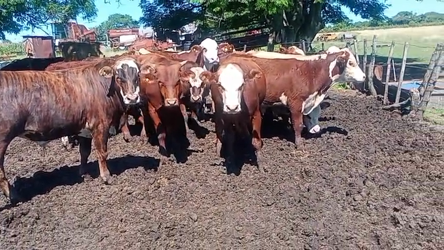 Lote 15 MEJ / Macho Entero Joven en Entre Ríos, La Paz