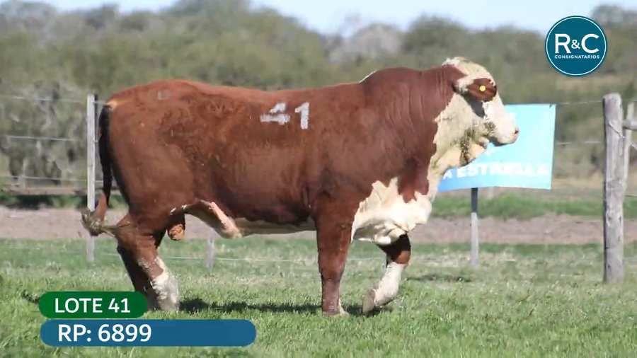 Lote Toros señal 22