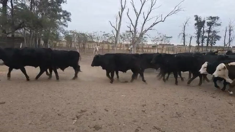 Lote 34 Novillitos Brangus en Cuatro Bocas, Santiago del Estero