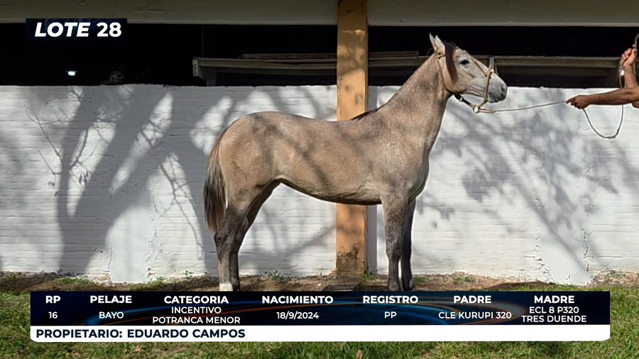 Lote LOTE 28- DE BOZAL