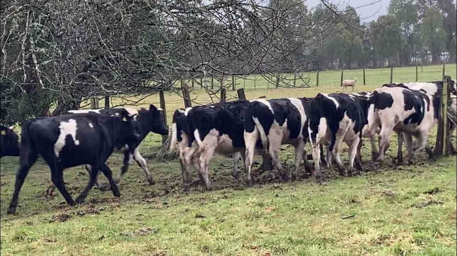 Lote 60 Novillo Engorda en Osorno, X Región Los Lagos