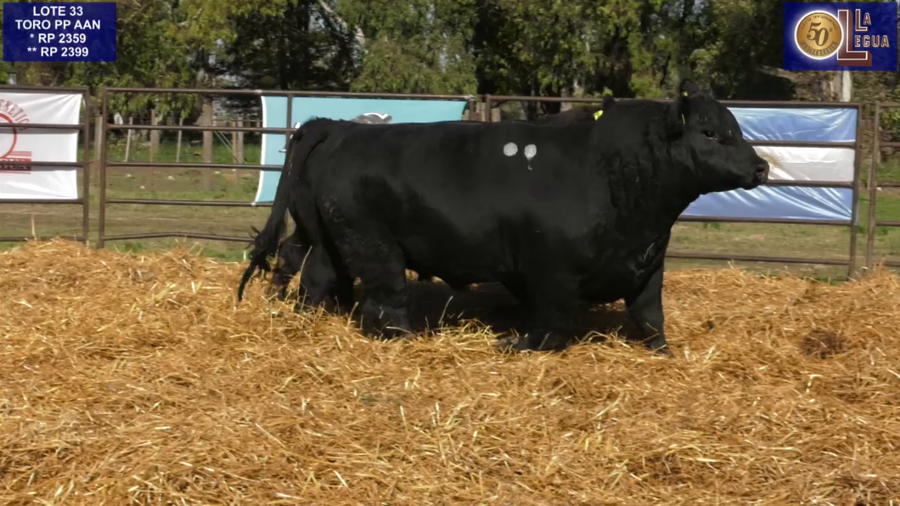 Lote TOROS ANGUS PP