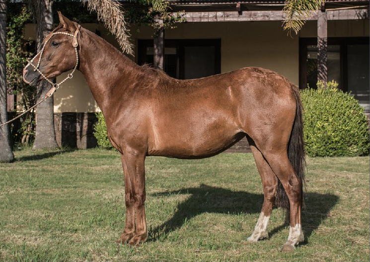 Lote EULOGIA DEL MAVIAL