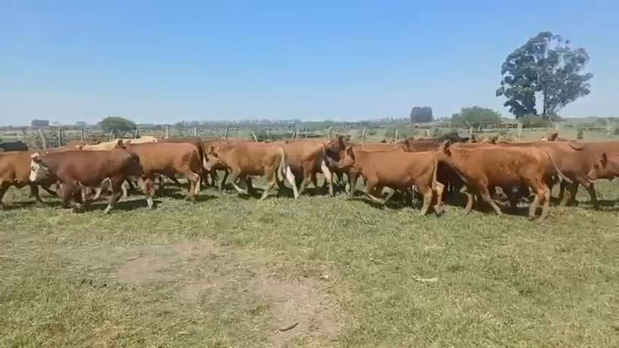 Lote 45 Novillitos en Entre Ríos, San Salvador