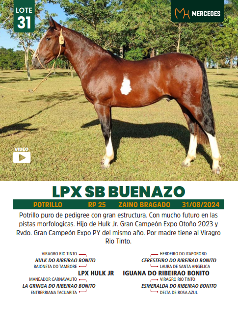 Lote LOTE 31