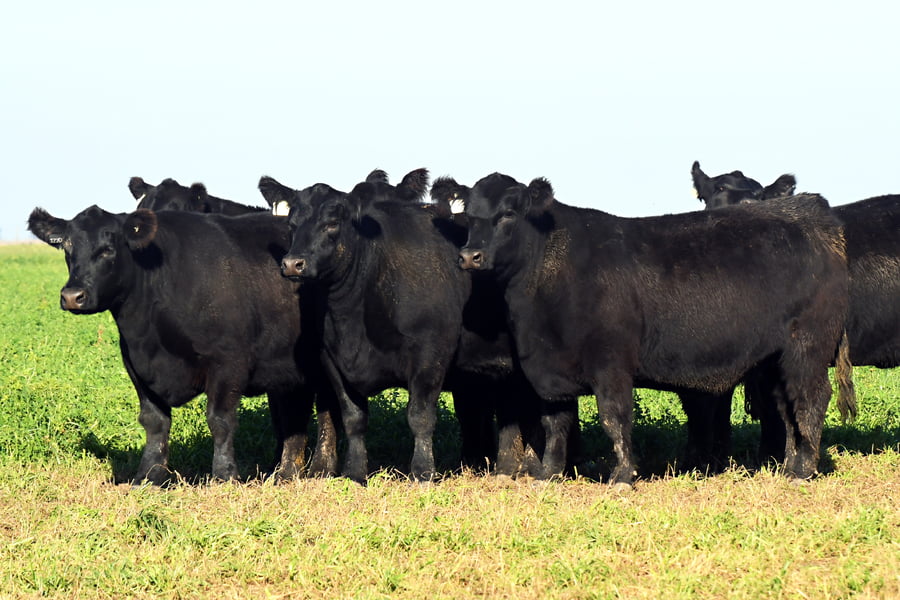 Lote VAQUILLONAS PC PREÑADAS LA PLUMA
