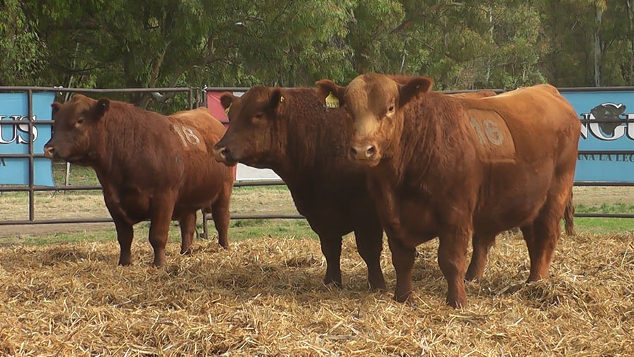 Lote TOROS ANGUS COLORADOS PC