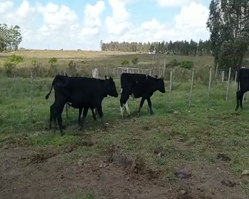 Lote 1 Vaquillonas PI en 18 de Julio-Pueblo Nuevo, San José