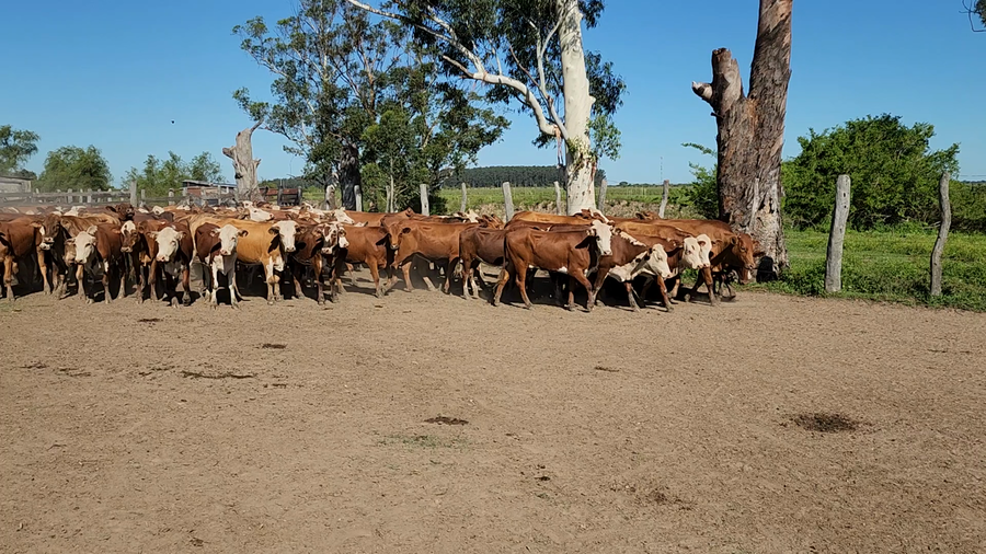 Lote 160 Terneras en Itatí, Corrientes