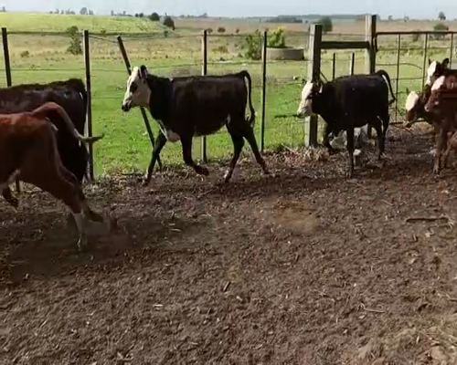 Lote TERNERAS