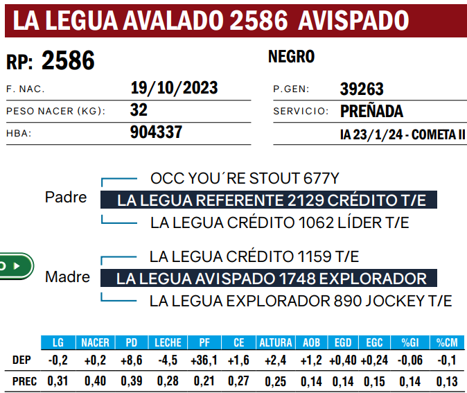 Lote VAQUILLONAS ANGUS  PP