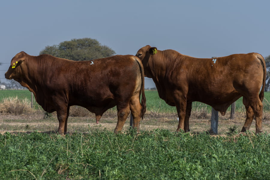 Lote Corral  24/25- CABAÑA DON FELIPE