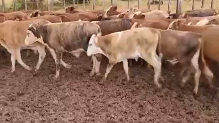 Lote 160 Terneros en Ituzaingó, Corrientes