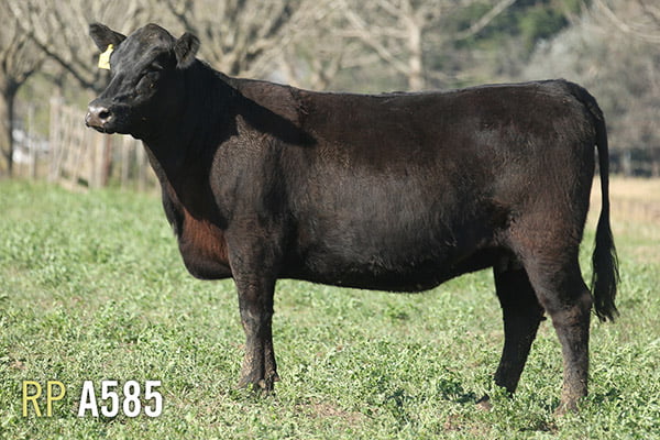 Lote 3 VACAS PREÑADAS PURAS DE PEDIGREE