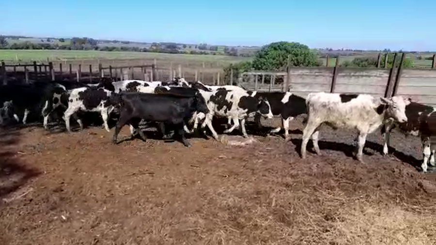 Lote (Vendido)22 Terneros HOLANDO a remate en PANTALLA FEDERICO GARLAND 180kg -  en RADIAL SAN JOSE