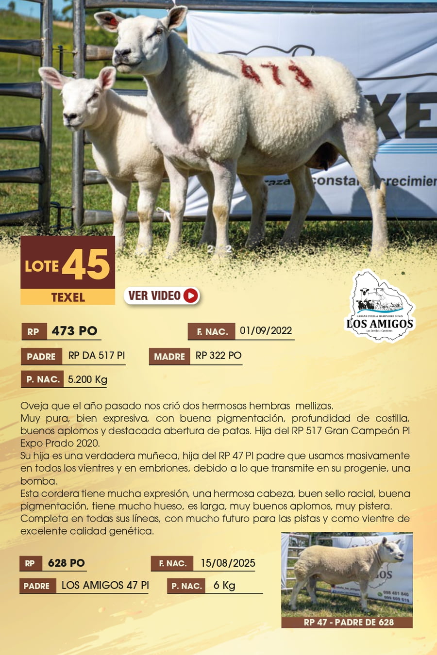 Lote 45 - TEXEL