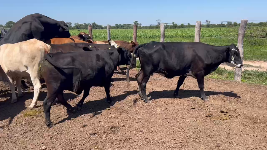 Lote 34 Vacas de invernar en Sáenz Peña, Chaco