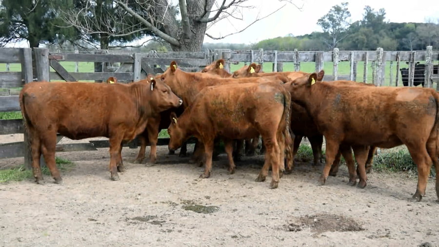 Lote Vaquillonas Mas para servicio