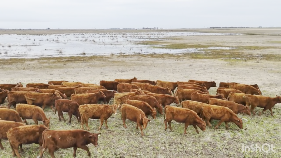 Lote 90 Terneras