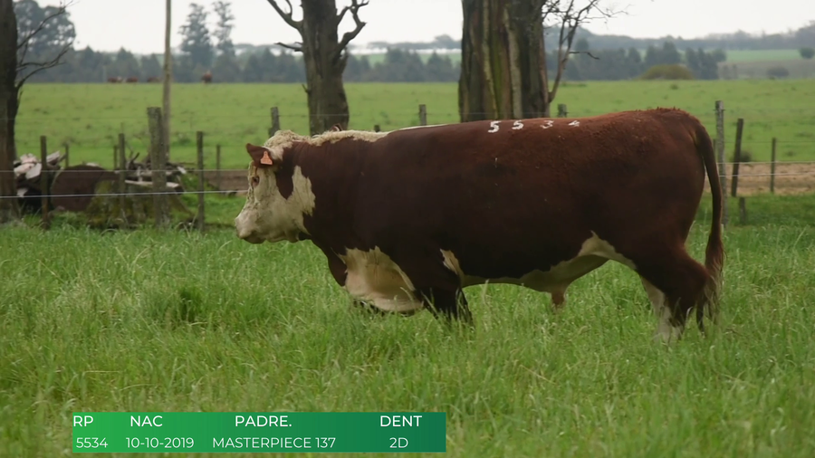 Lote Toros POLLED HEREFORD a remate en 4º  Remate  Anual Cabaña El Treból en Liga de Trabajo de Guichón