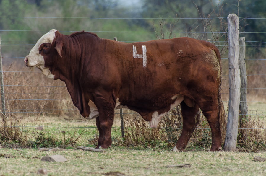 Lote Corral 12/13 - CABAÑA MILENA