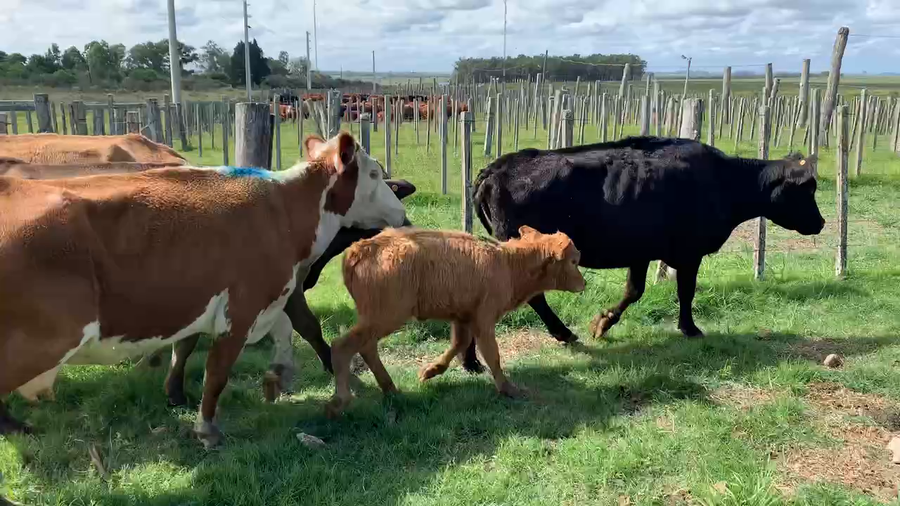 Lote 8 Piezas de cría en Tupambaé, Cerro Largo