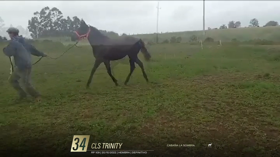 Lote Yeguarizos a remate en 6° Remate Especial de Velocidad, Montevideo