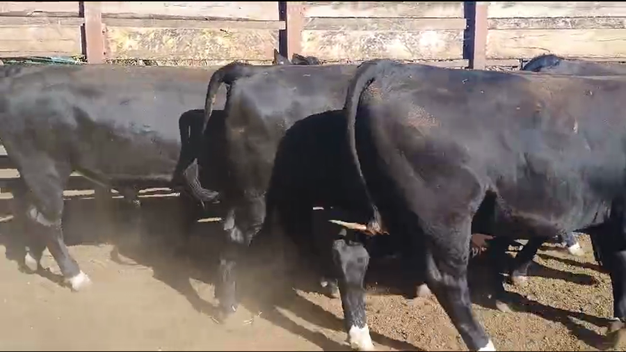 Lote 19 Novillo Gordo en Los Ángeles, VIII Región Biobío