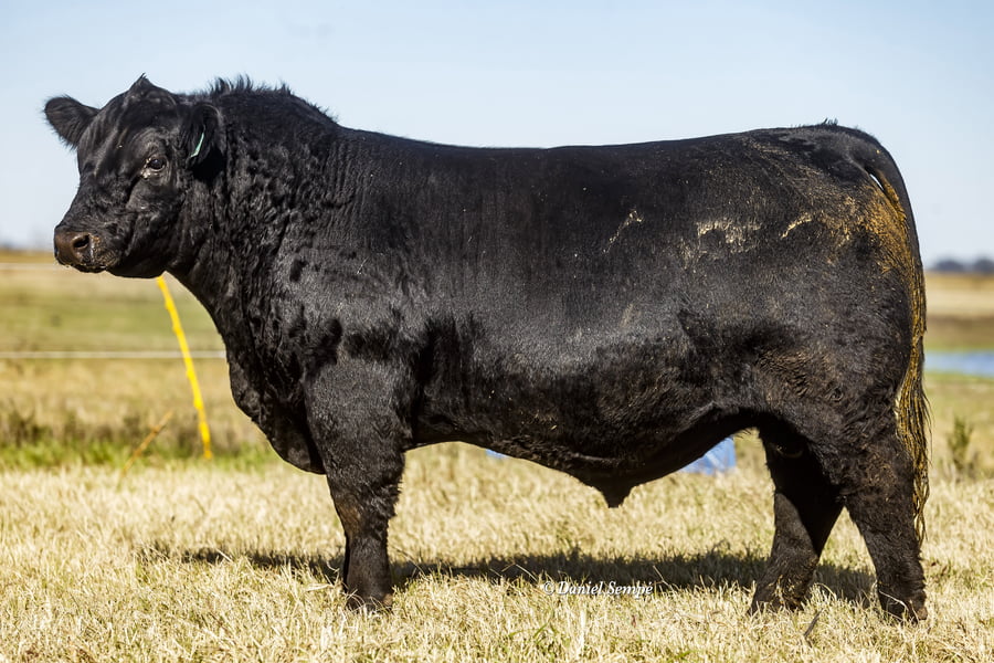 Lote Selección de Toros La Juanita y Surangus