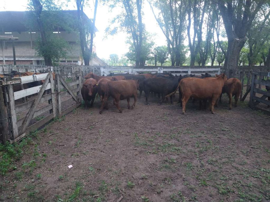 Lote 19 Vaquillonas en Gral. Lamadrid, Buenos Aires