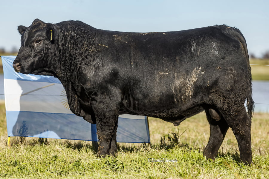 Lote Selección de Toros La Juanita