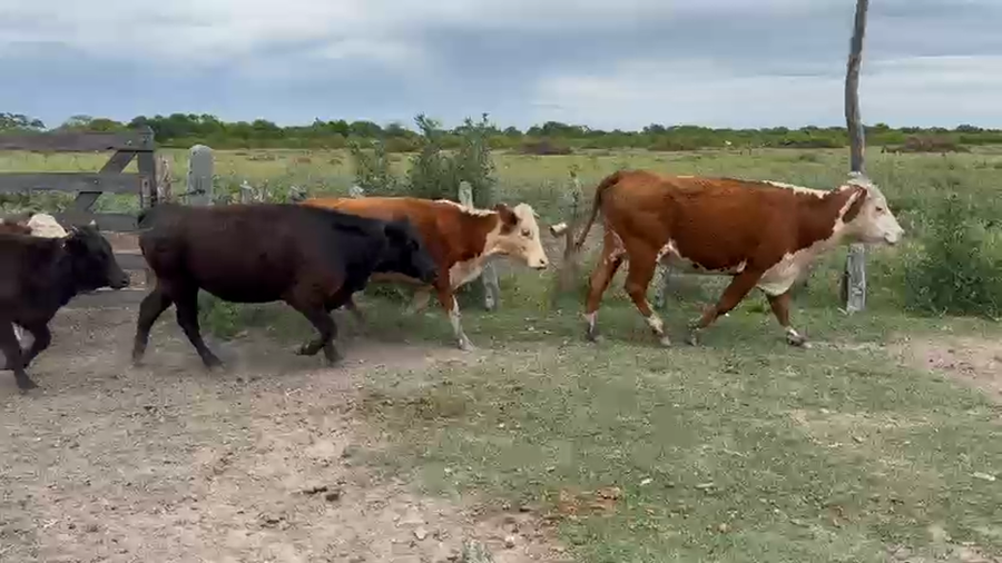 Lote 36 Vacas de invernar