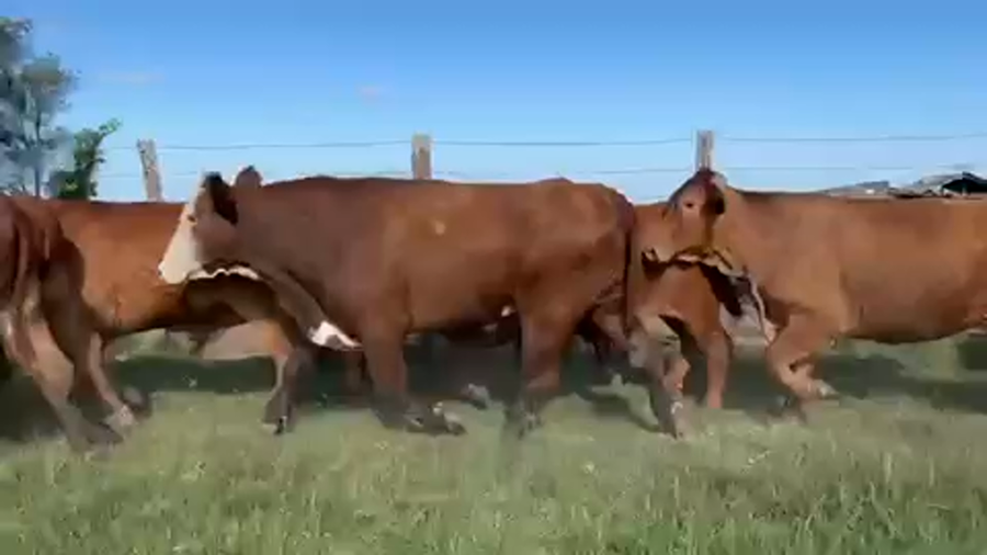 Lote 64 Novillos en Santo Tomé, Corrientes