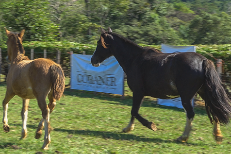 Lote CHAKE LA ABEJA 4167
